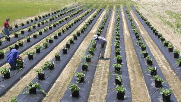 مشخصات پلاستیک کشاورزی شیراز چیست؟