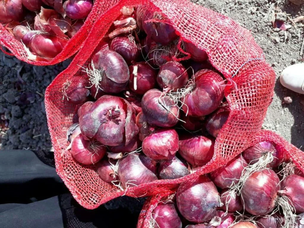 عرضه کننده انواع توری صیفی جات