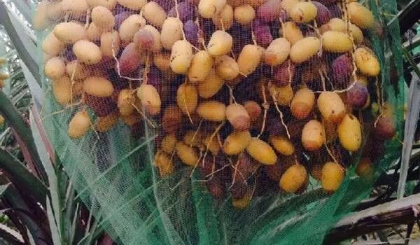 خرید توری محافظ خرما