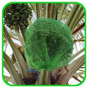 توری خرما (محافظ خرما)