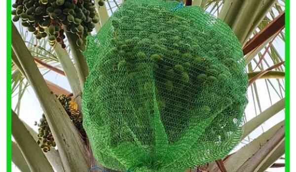 توری خرما (محافظ خرما)