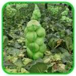 کیسه توری کلم