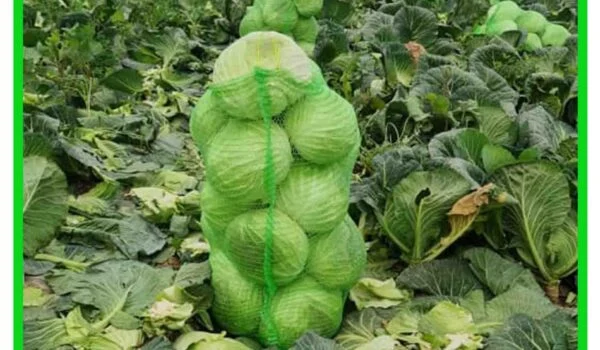 کیسه توری کلم