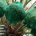 فروش پنگ پوش خرما در کرمان + قیمت عمده