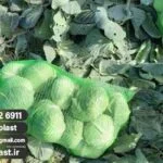 فروش توری کلم در کرج + توری راشل 60 در 80🍃🍃